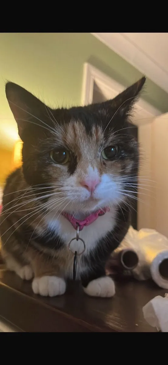 Beautiful Cat for sale - Image 1