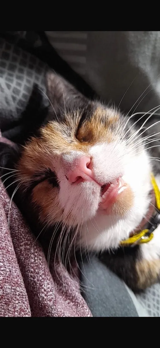 Beautiful Cat for sale - Image 2