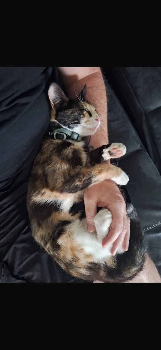 Beautiful Cat for sale - Image 3