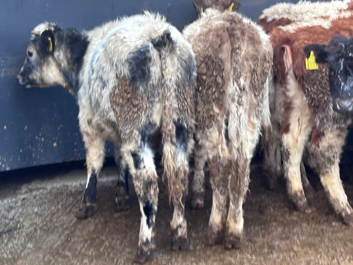 6 weanling heifers for sale @€935 - Image 2