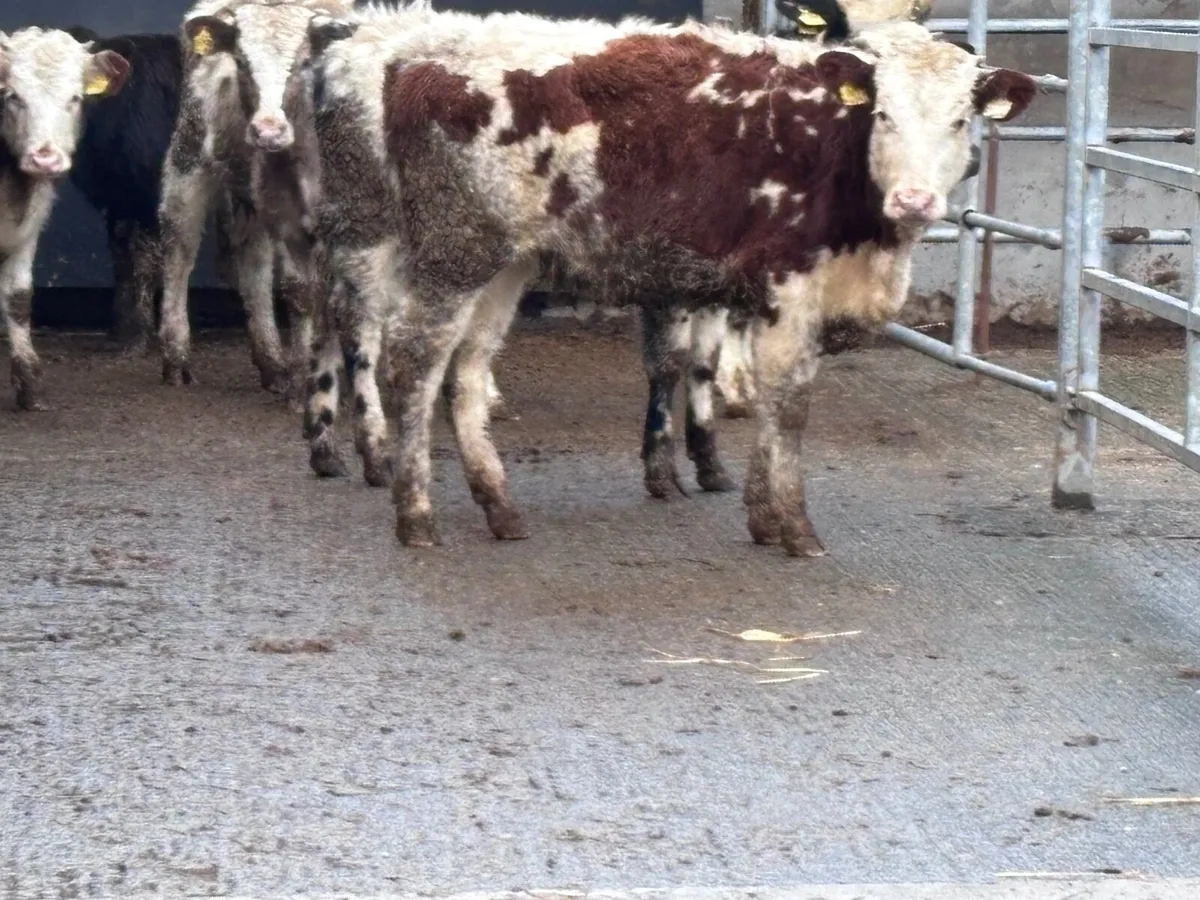 6 weanling heifers for sale @€935 - Image 3