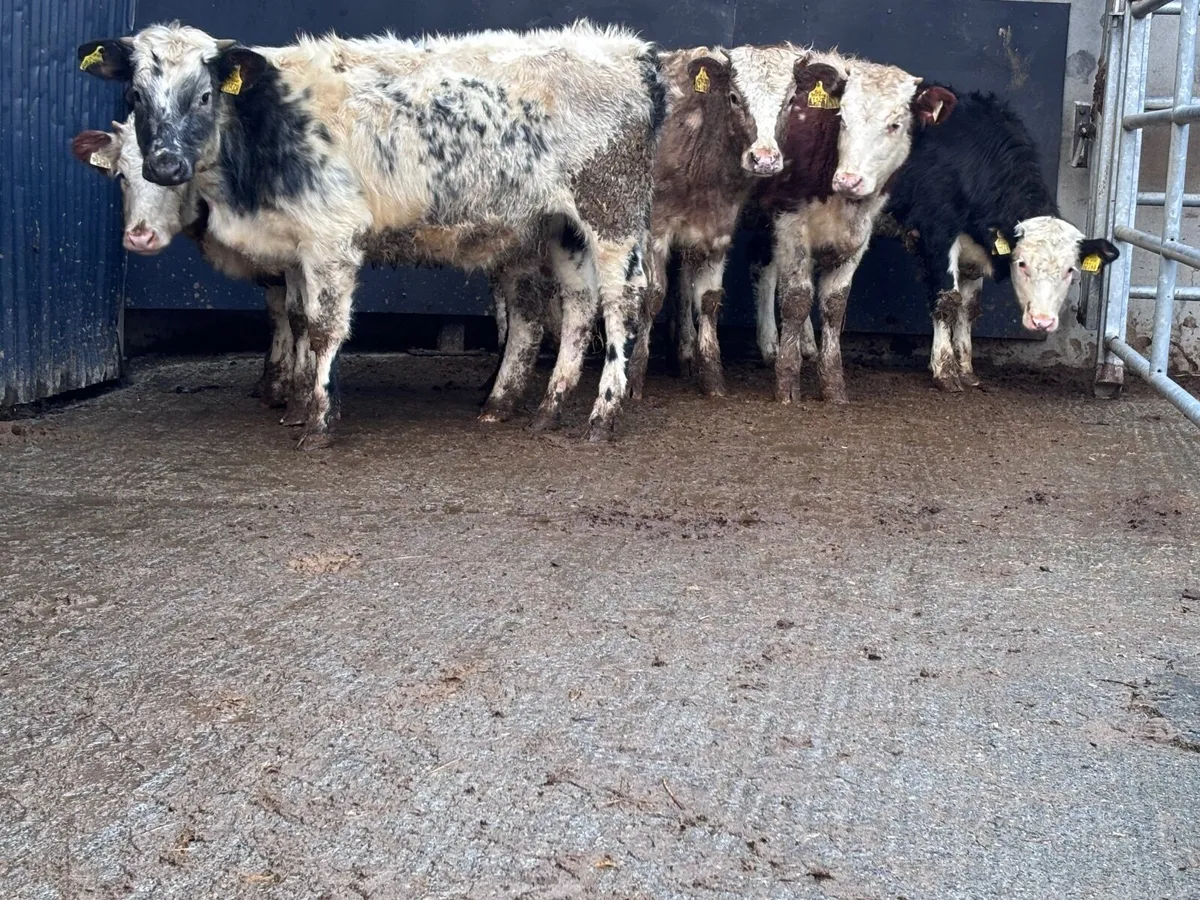 6 weanling heifers for sale @€935 - Image 1