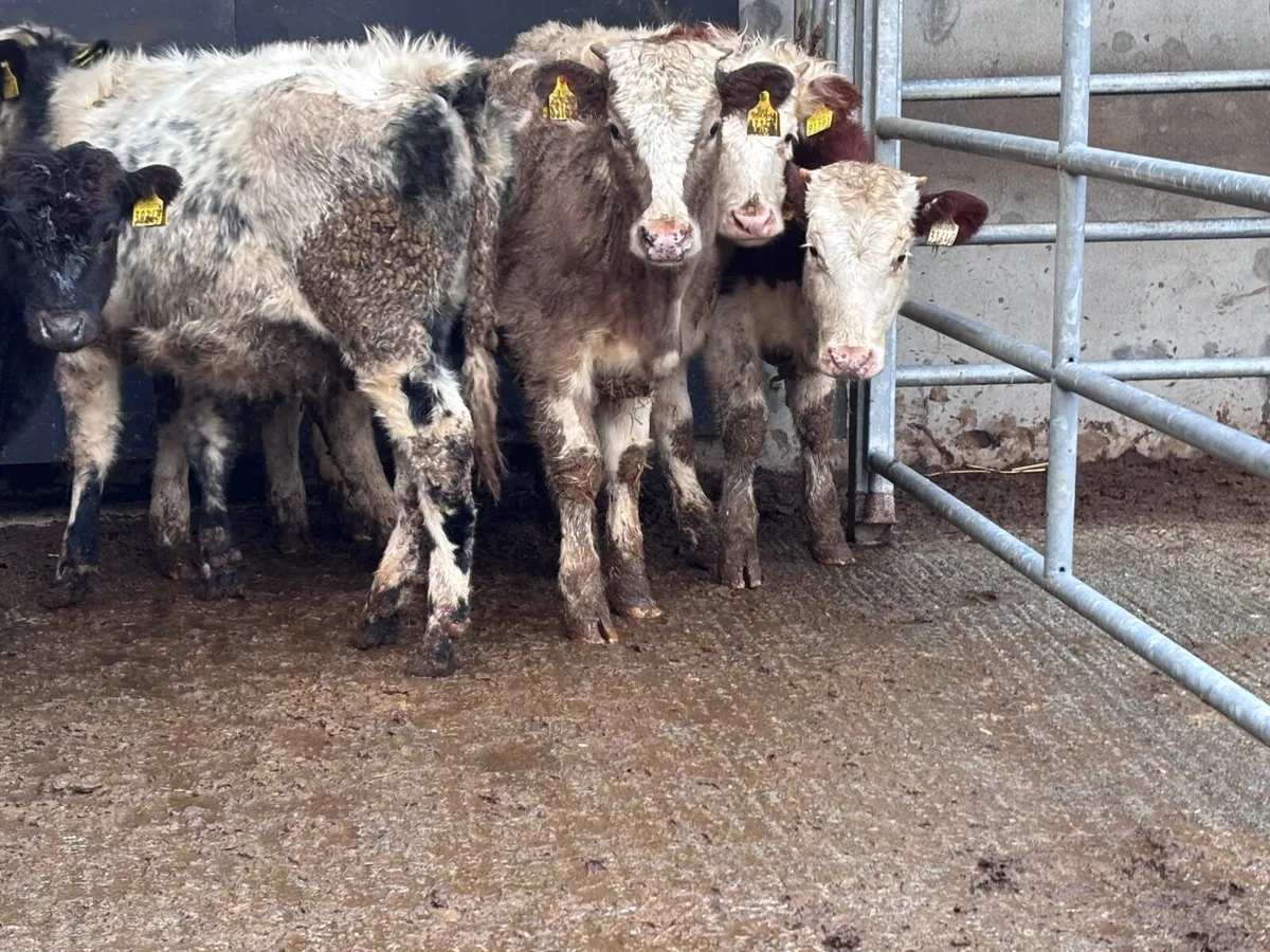6 weanling heifers for sale @€935 - Image 4
