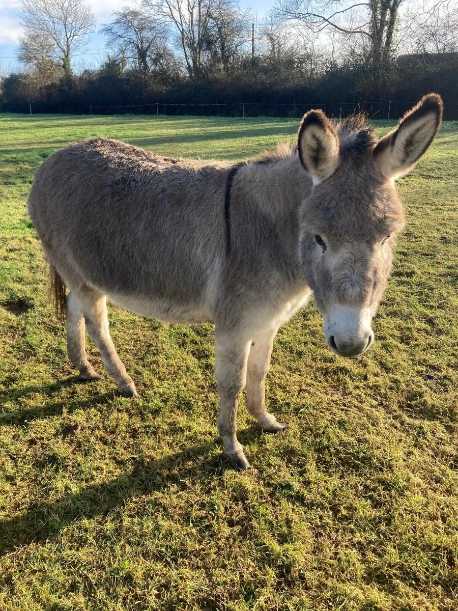Donkey for sale - Image 1