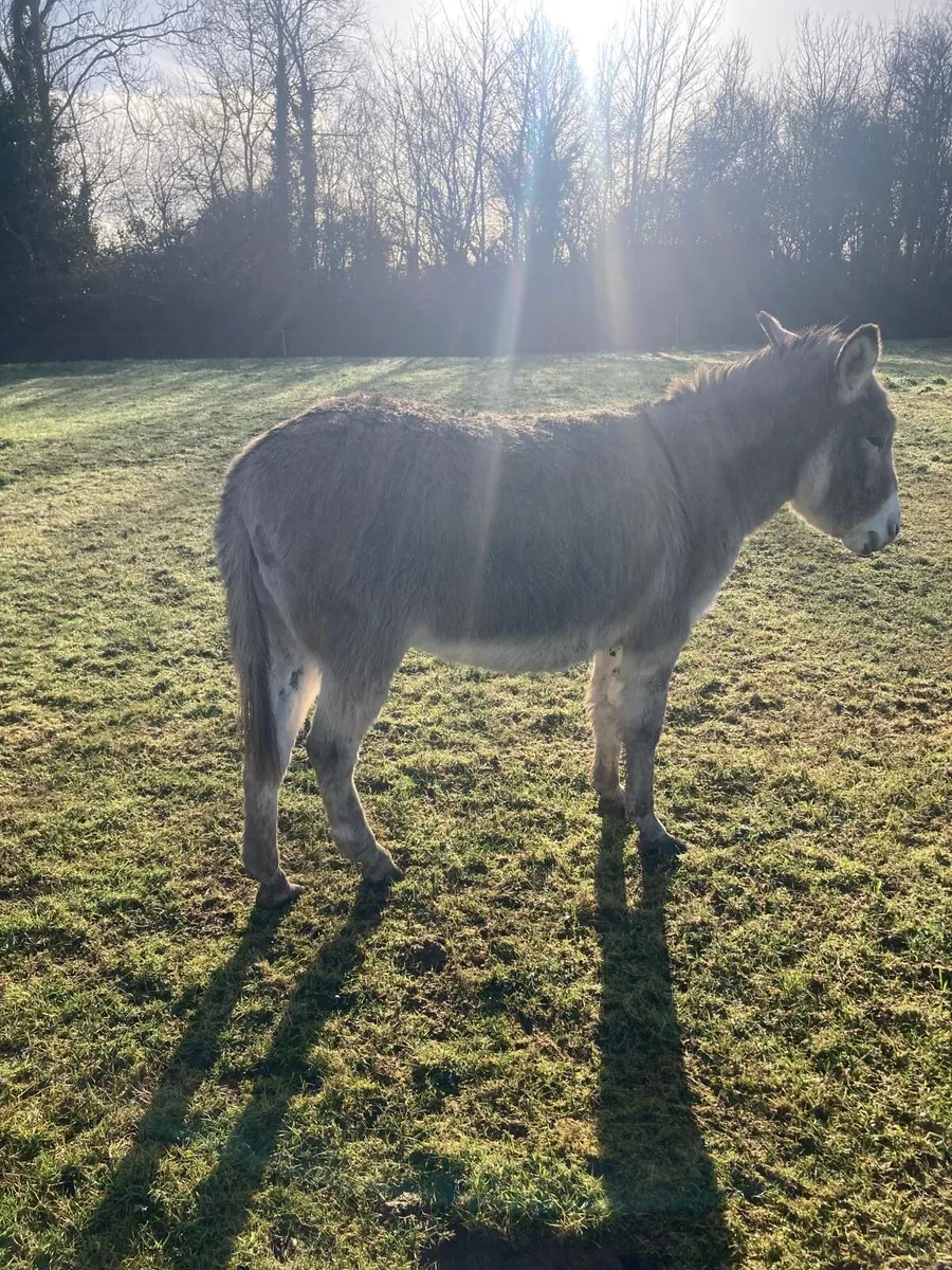Donkey for sale - Image 2