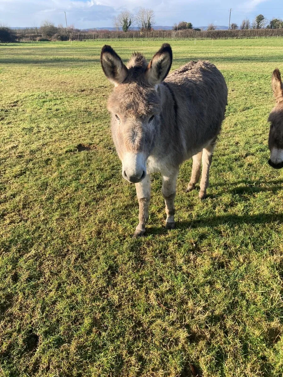 Donkey for sale - Image 3