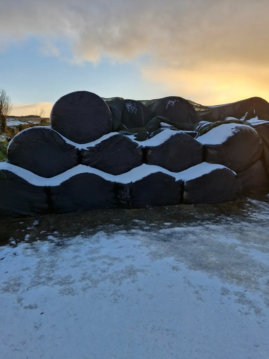 Silage bales - Image 1