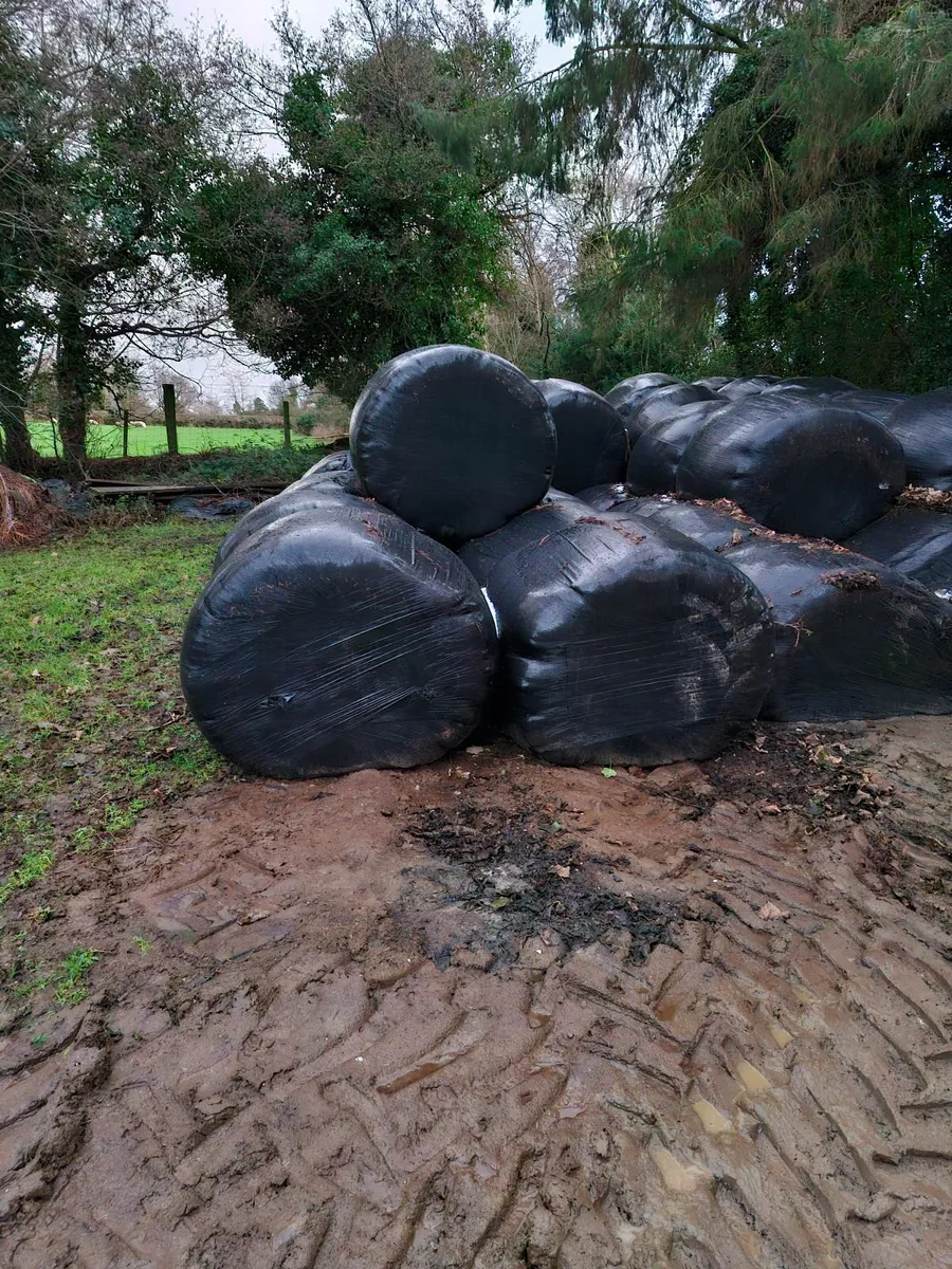 Silage bales - Image 2