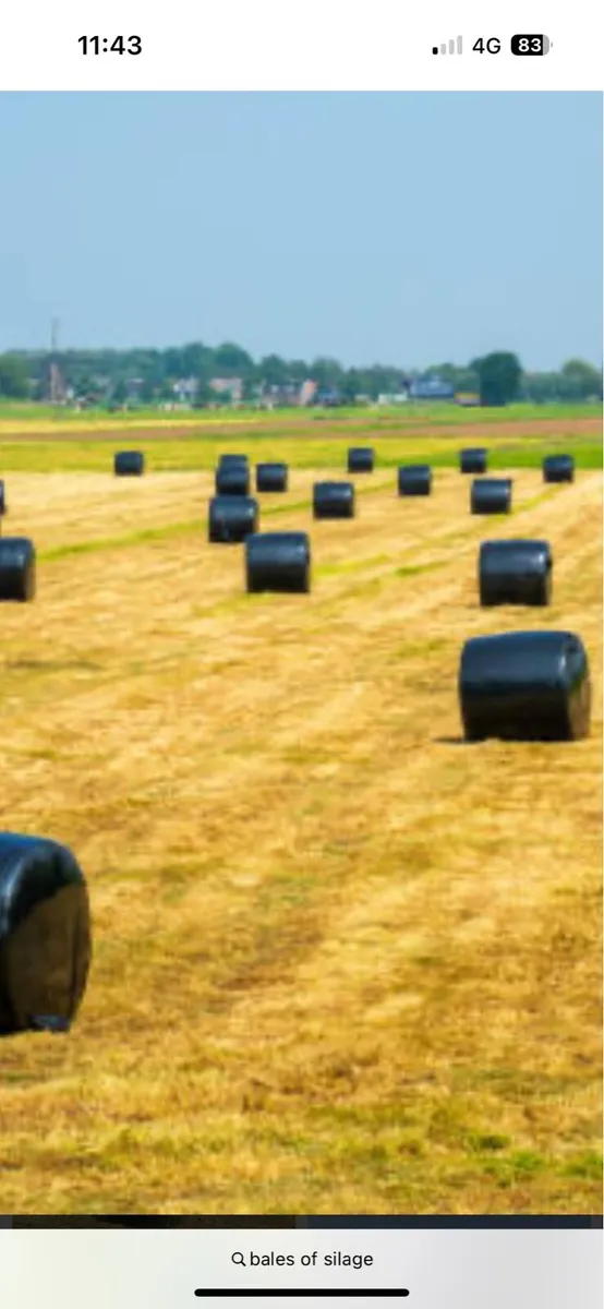 Bales of silage