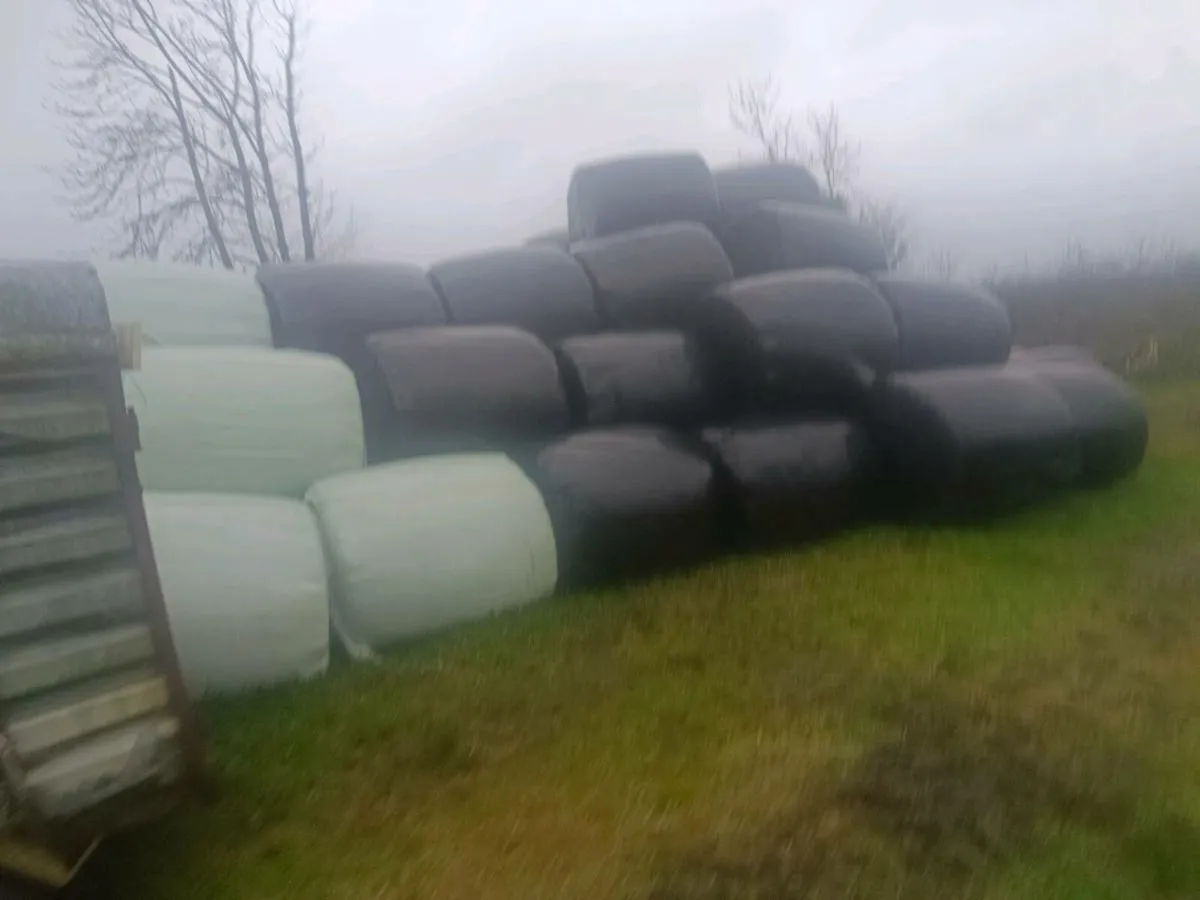 Round bales silage - Image 2