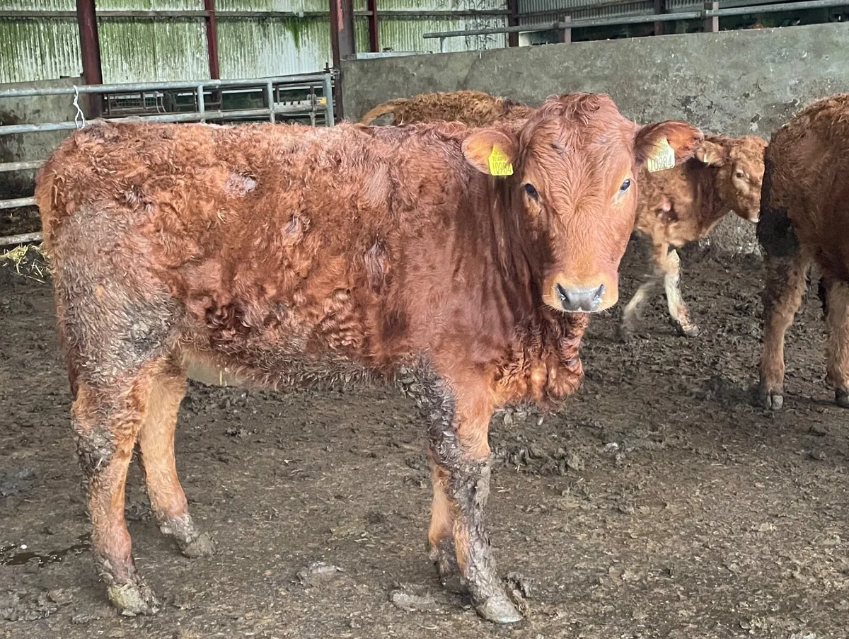 Weanling heifers 4 and 5 star lot 77-77G - Image 1