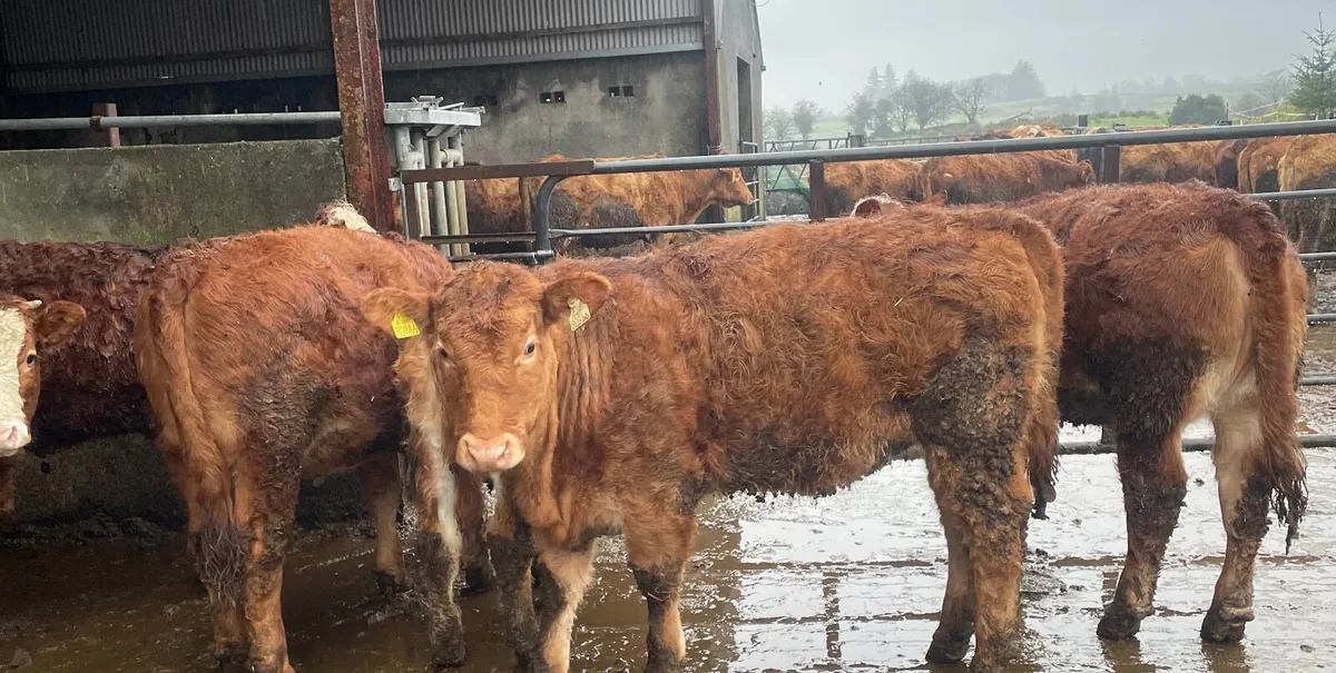Weanling heifers 4 and 5 star lot 77-77G - Image 2