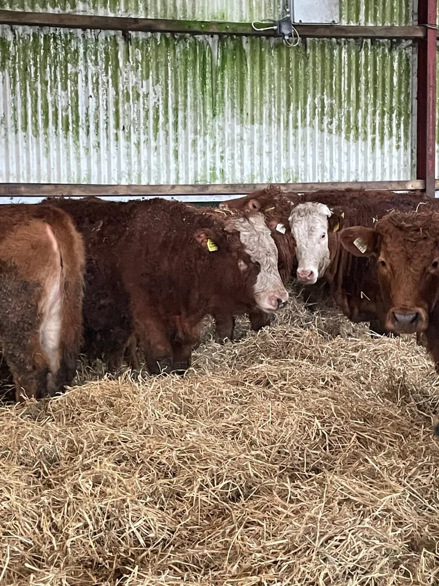 Weanling heifers 4 and 5 star lot 77-77G - Image 4