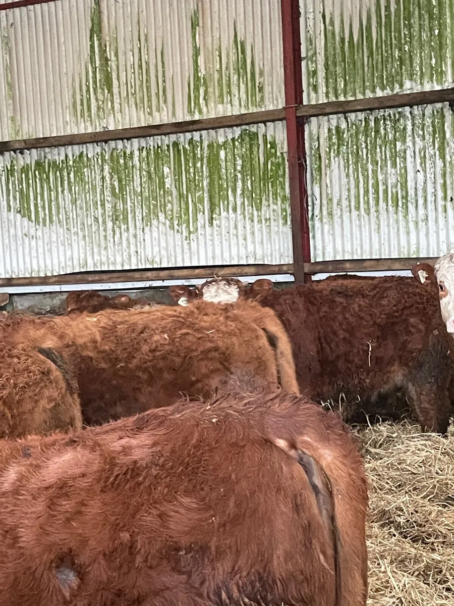 Weanling heifers 4 and 5 star lot 77-77G - Image 3