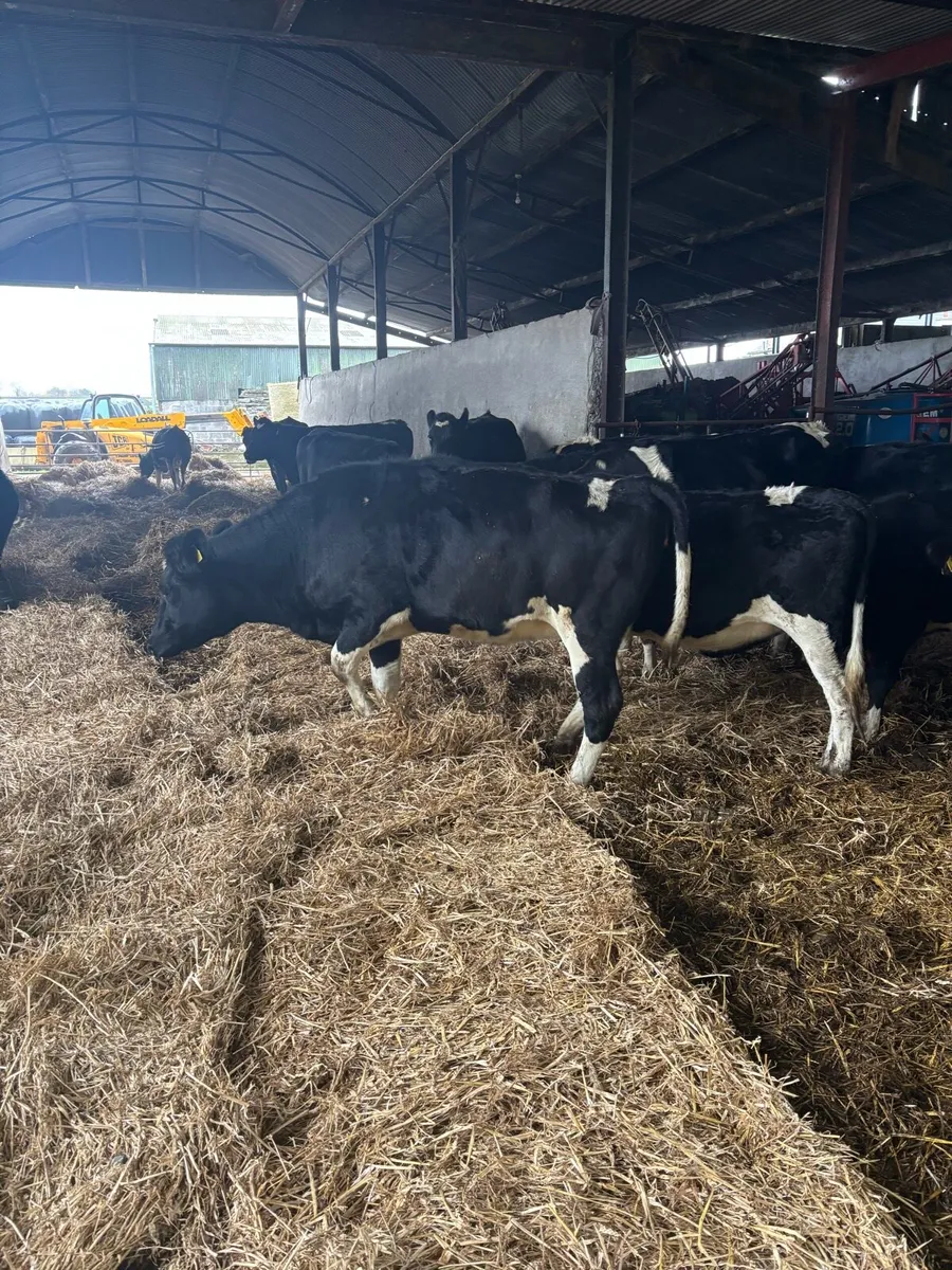 High EBI heifers - Image 3