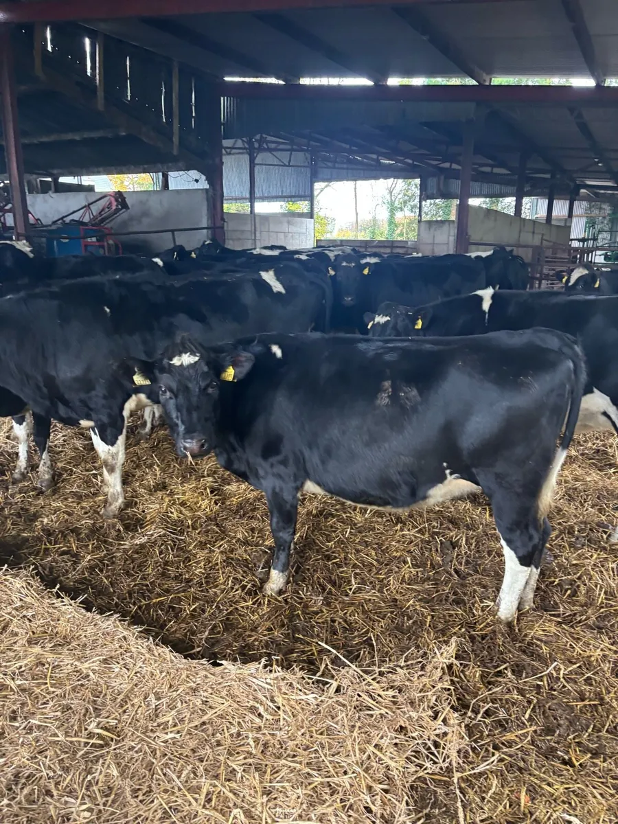 High EBI heifers - Image 1