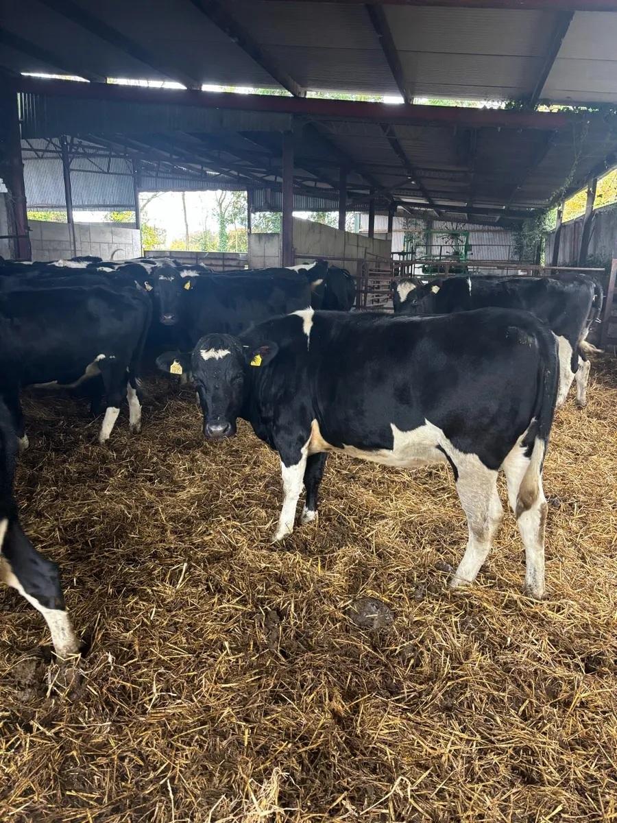 High EBI heifers - Image 2