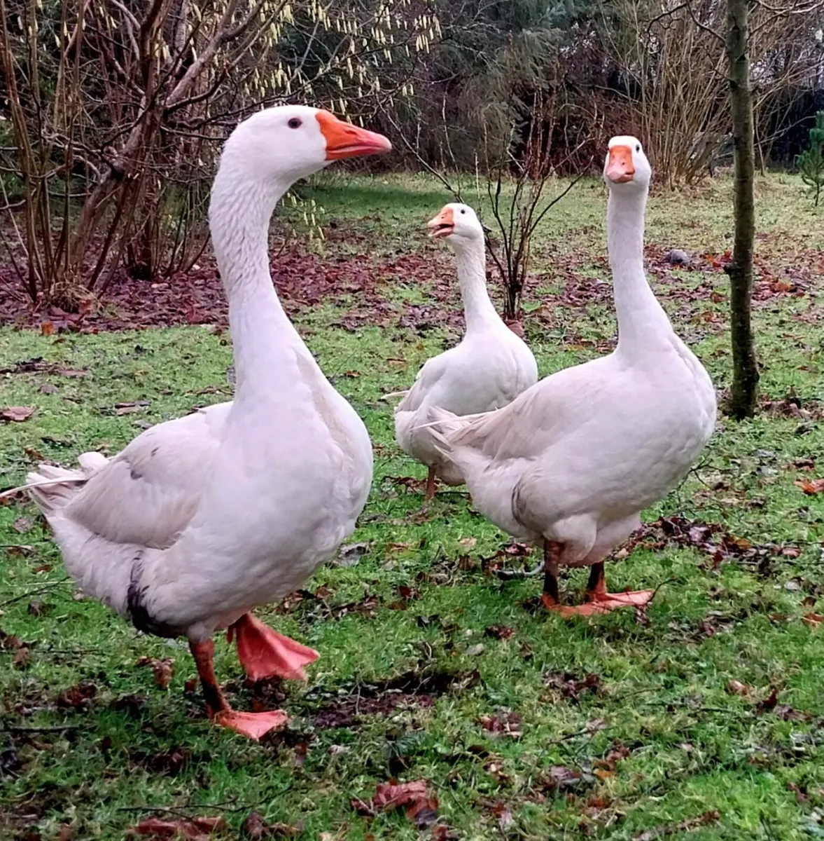Geese for sale - Image 2