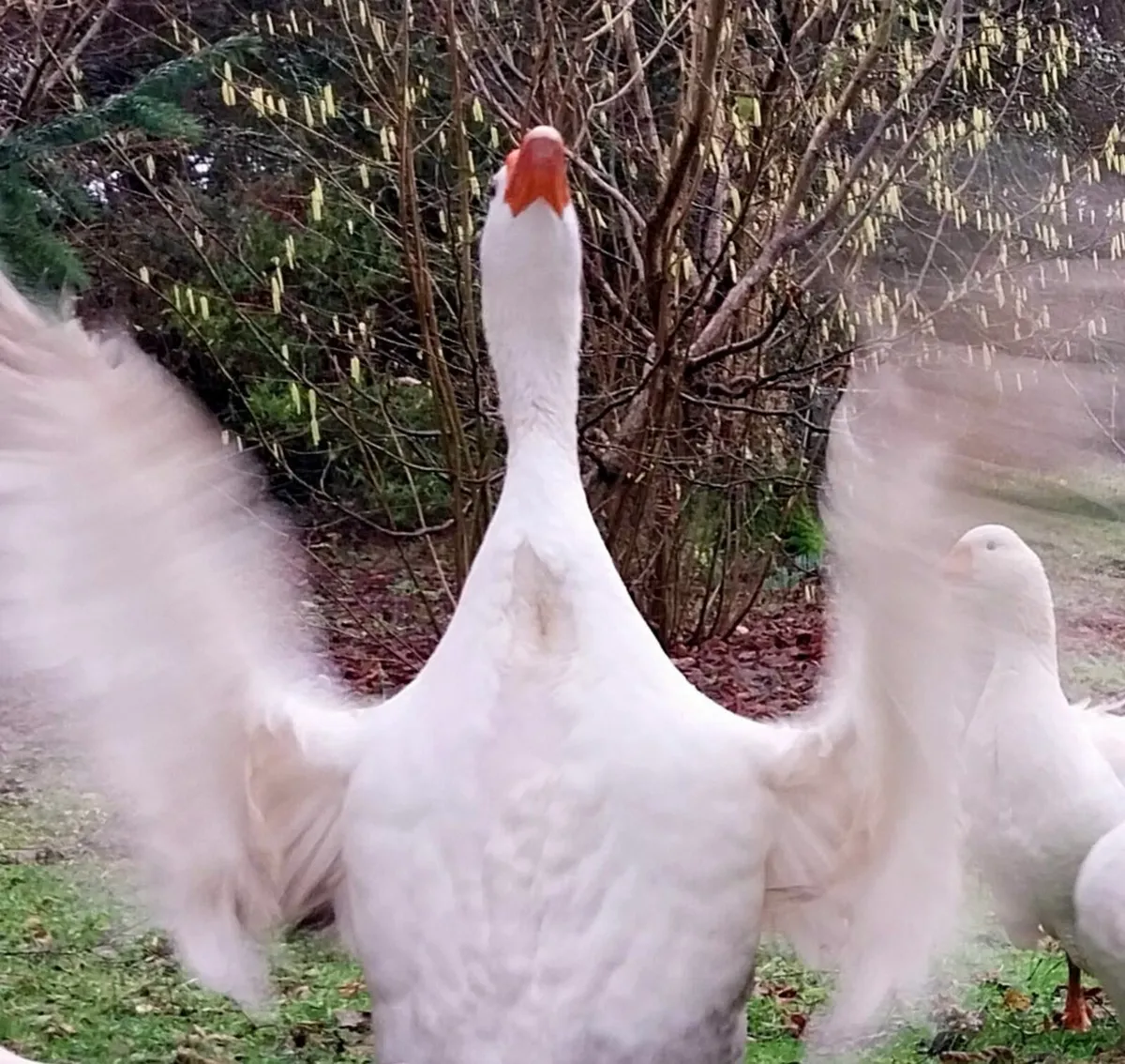 Geese for sale - Image 1