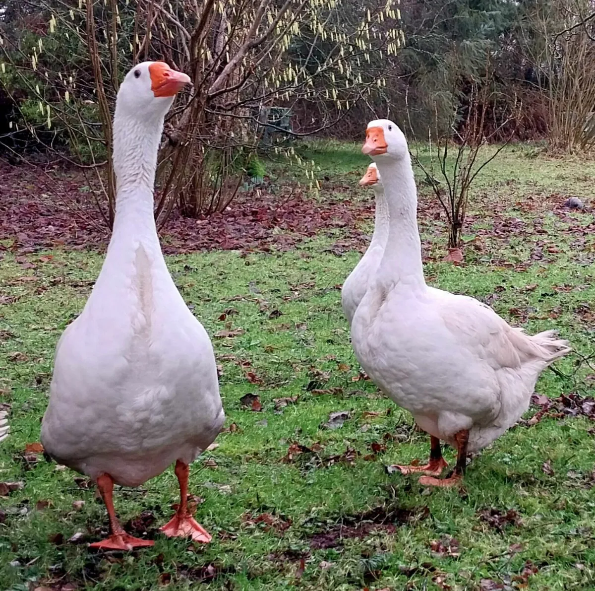 Geese for sale - Image 3
