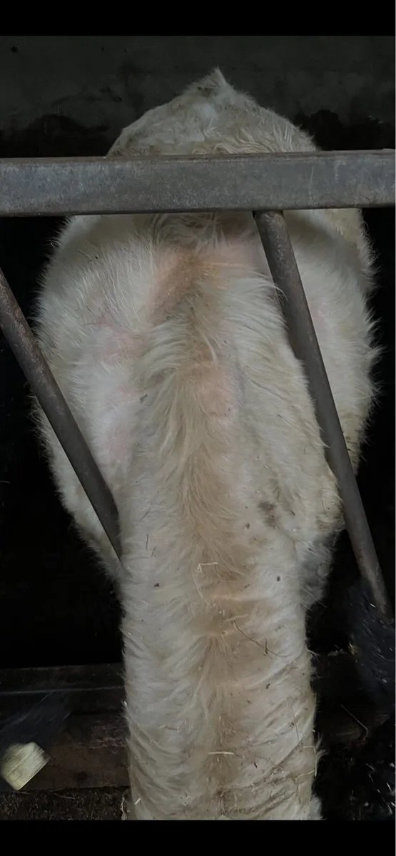 Pedigree Charolais Heifer - Image 2