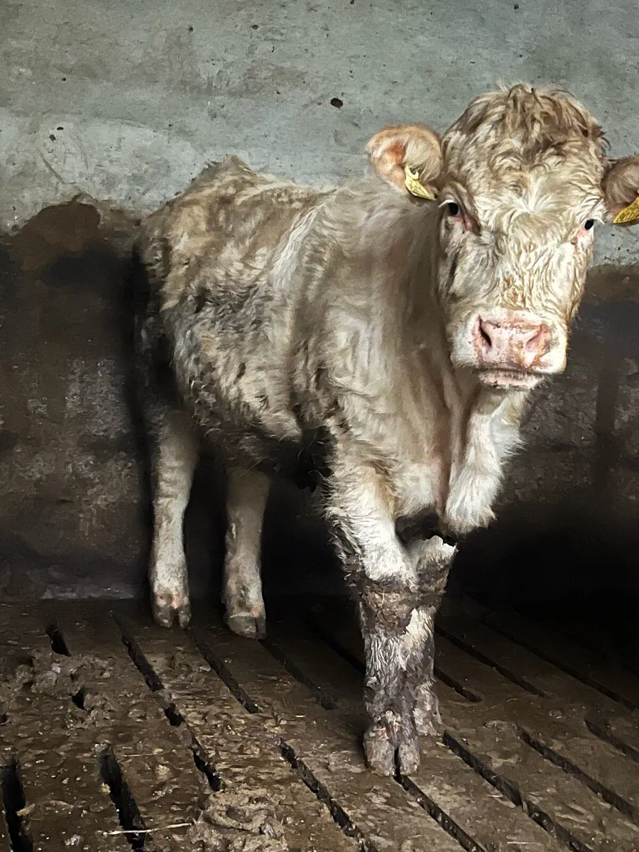 Pedigree Charolais Heifer - Image 1