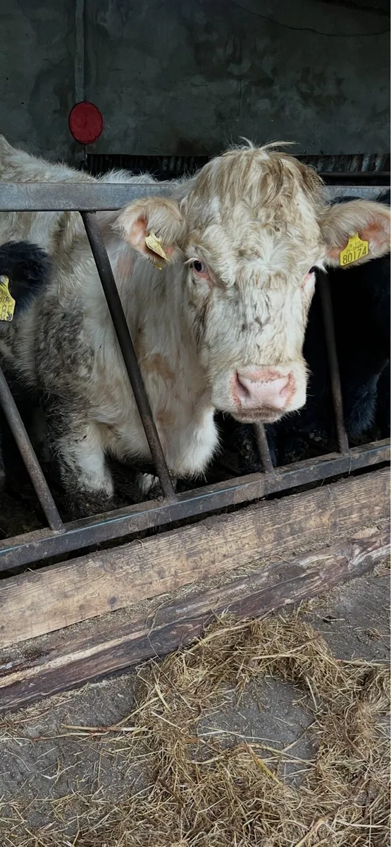 Pedigree Charolais Heifer - Image 3