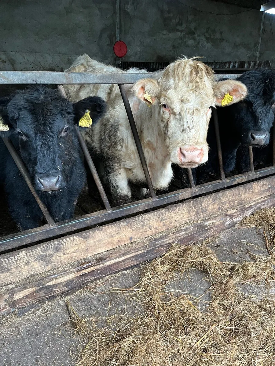 Pedigree Charolais Heifer - Image 4