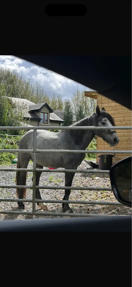 Connemara 3 year old