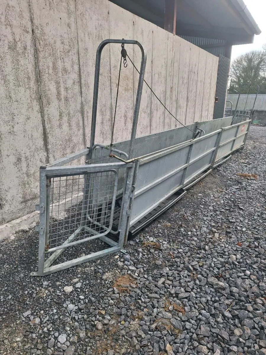 Sheep race - Image 1