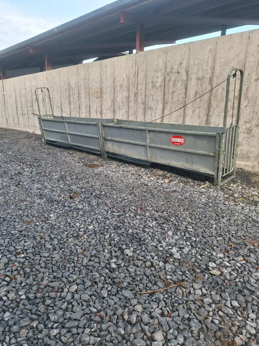 Sheep race - Image 2