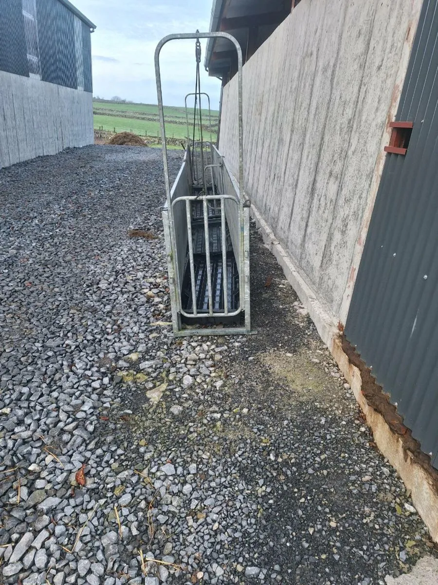 Sheep race - Image 3