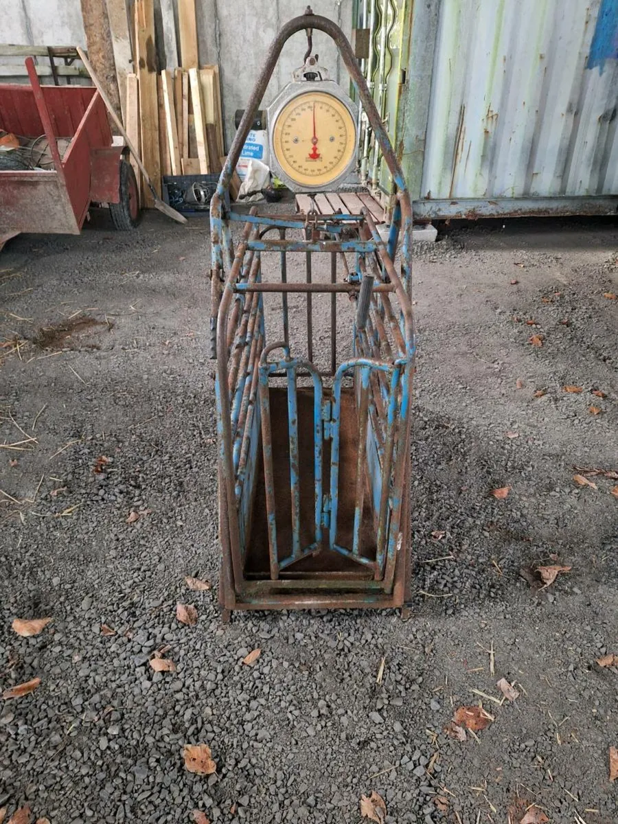 Sheep race - Image 4