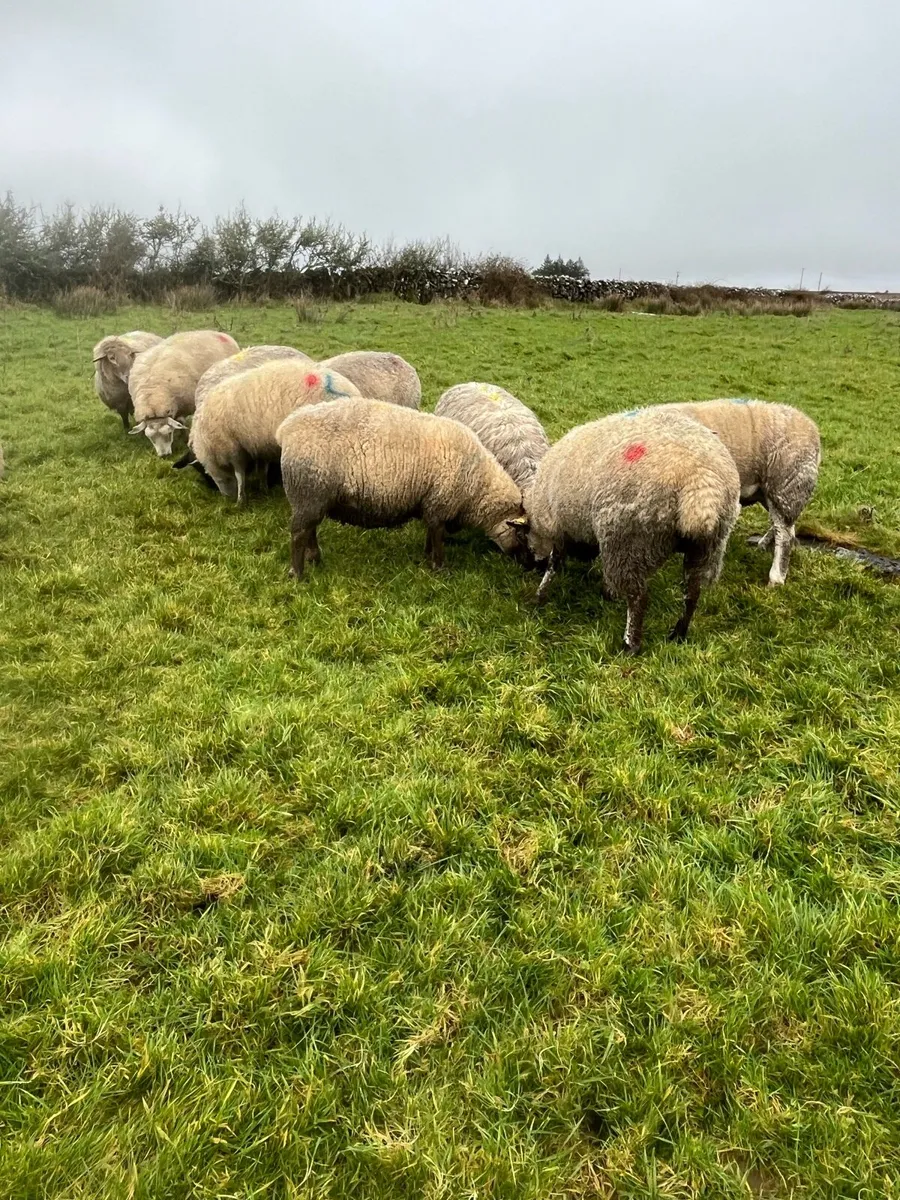 In lamb ewes - Image 1