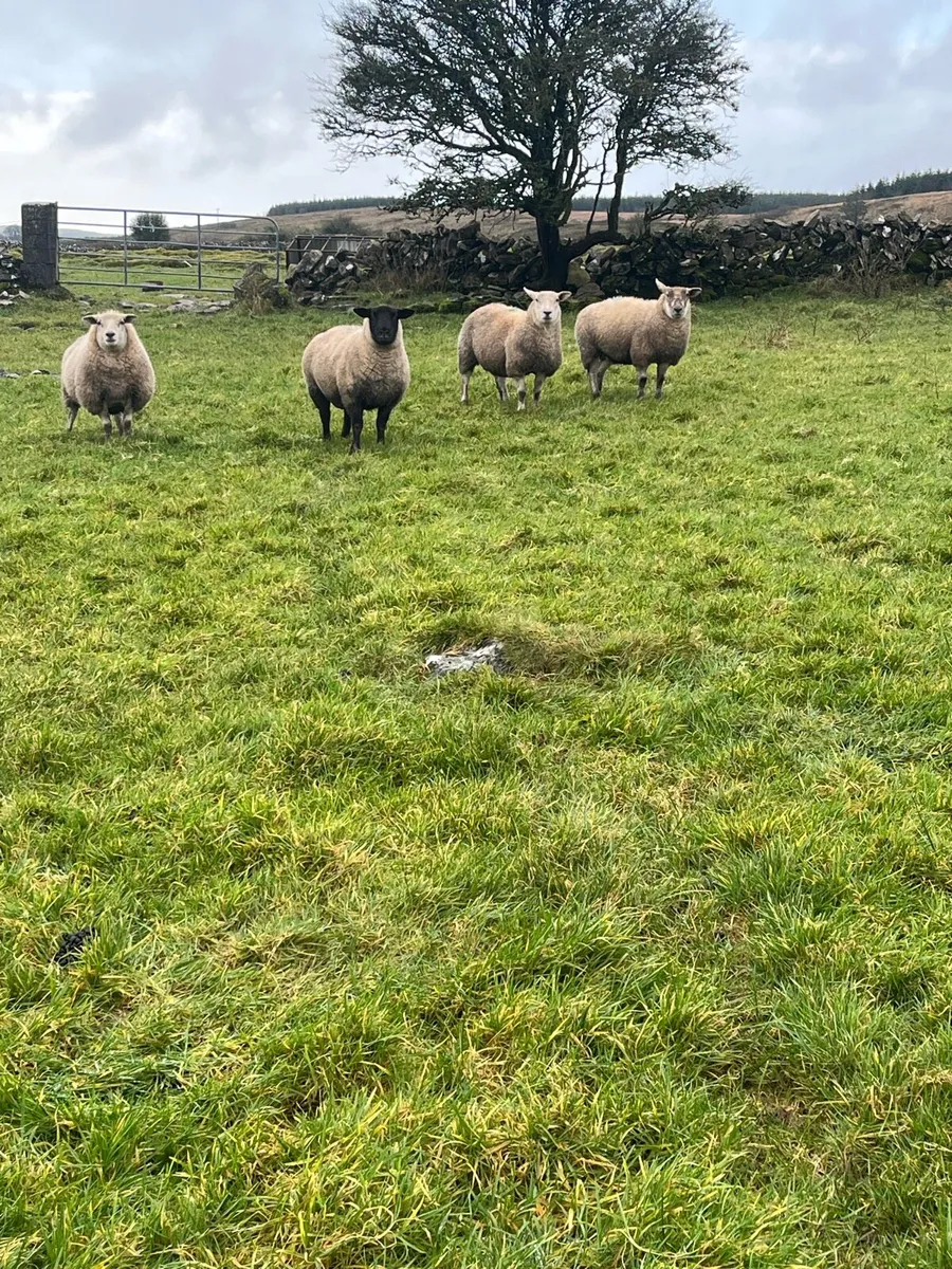 In lamb ewes - Image 4