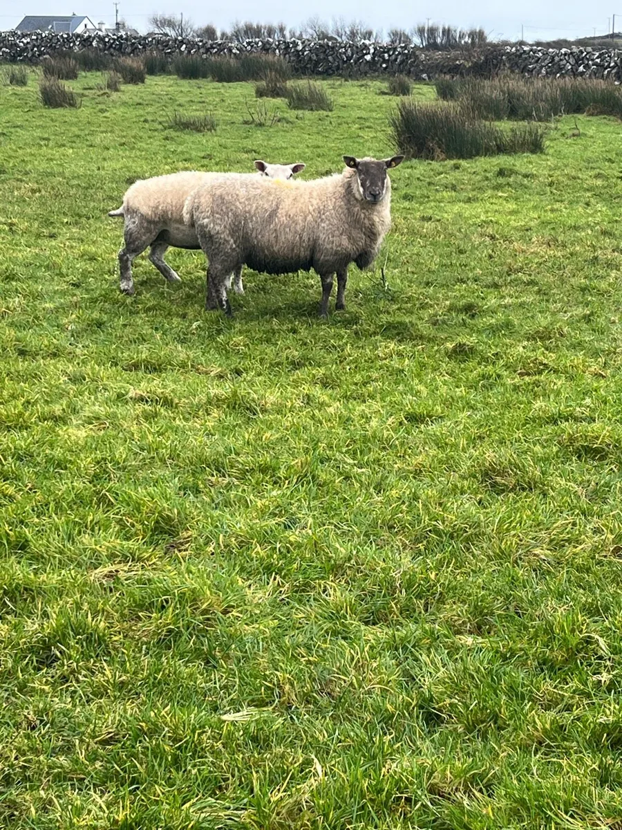 In lamb ewes - Image 2