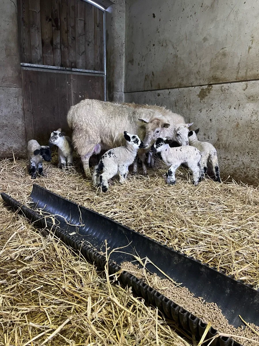 3 ewes 6 mockley lambs - Image 1