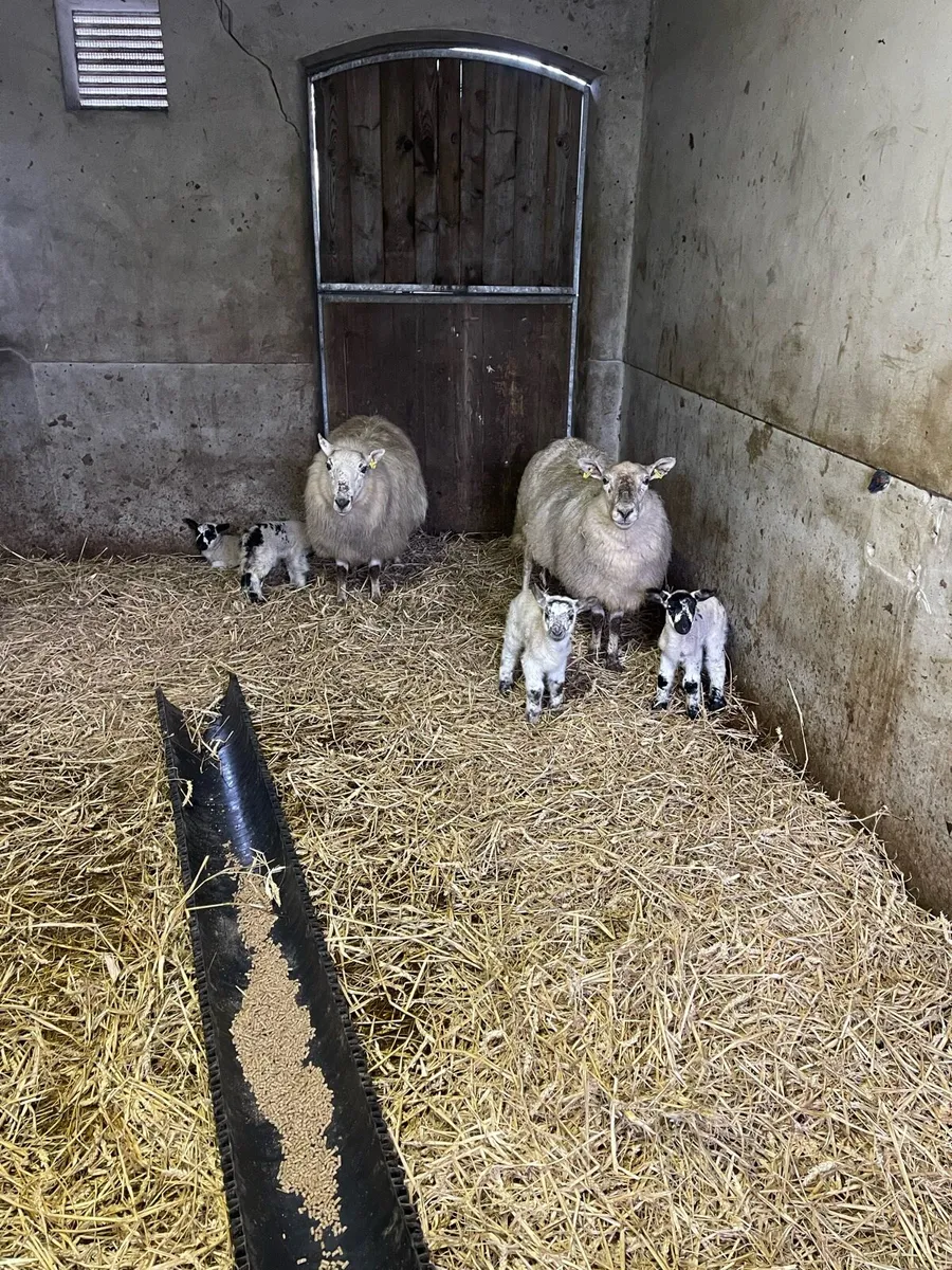 3 ewes 6 mockley lambs - Image 2
