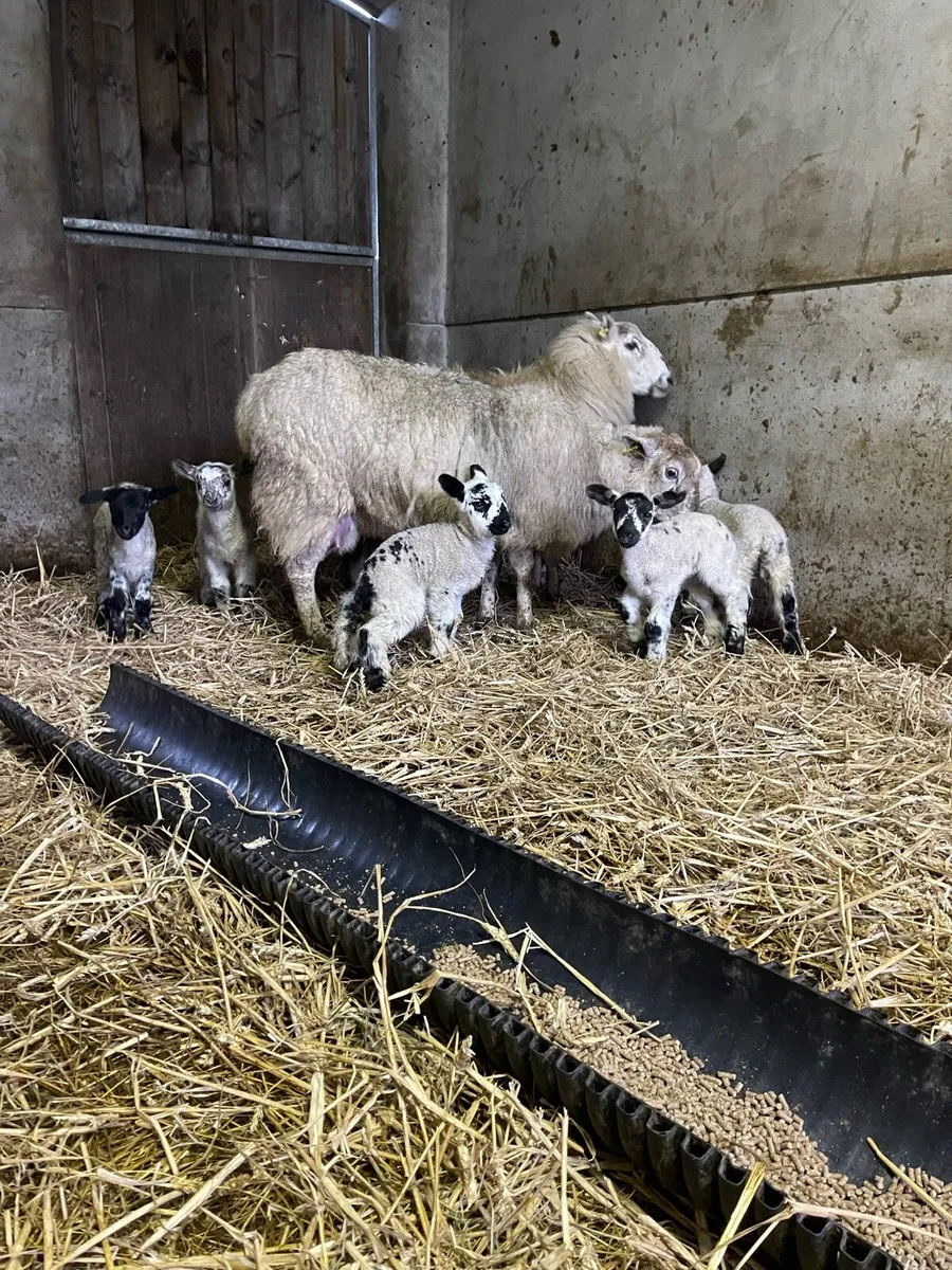 3 ewes 6 mockley lambs - Image 3