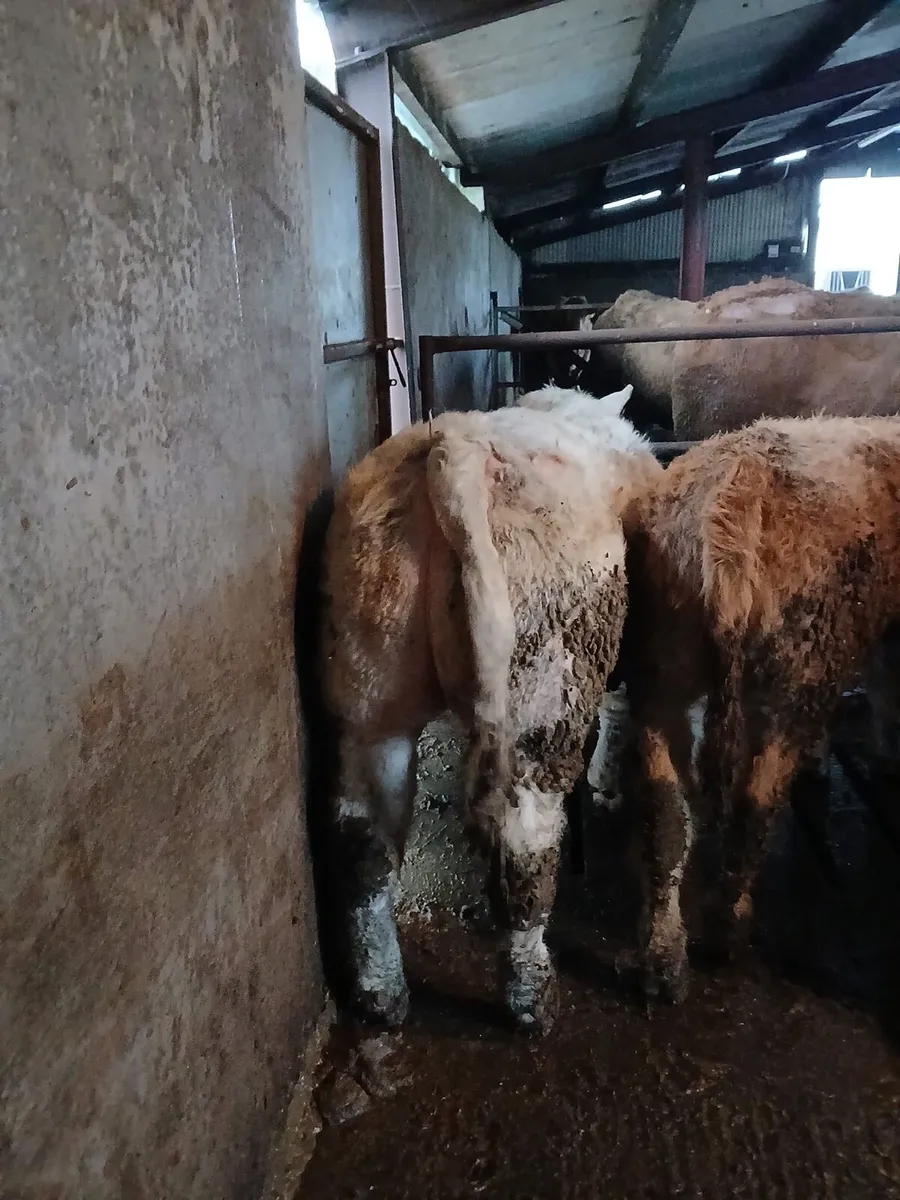 Weanlings Granard Mart tonight 26th - Image 1