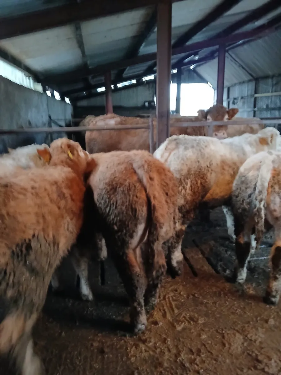 Weanlings Granard Mart tonight 26th - Image 2