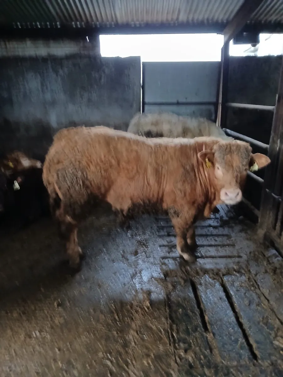 Weanlings Granard Mart tonight 26th - Image 3