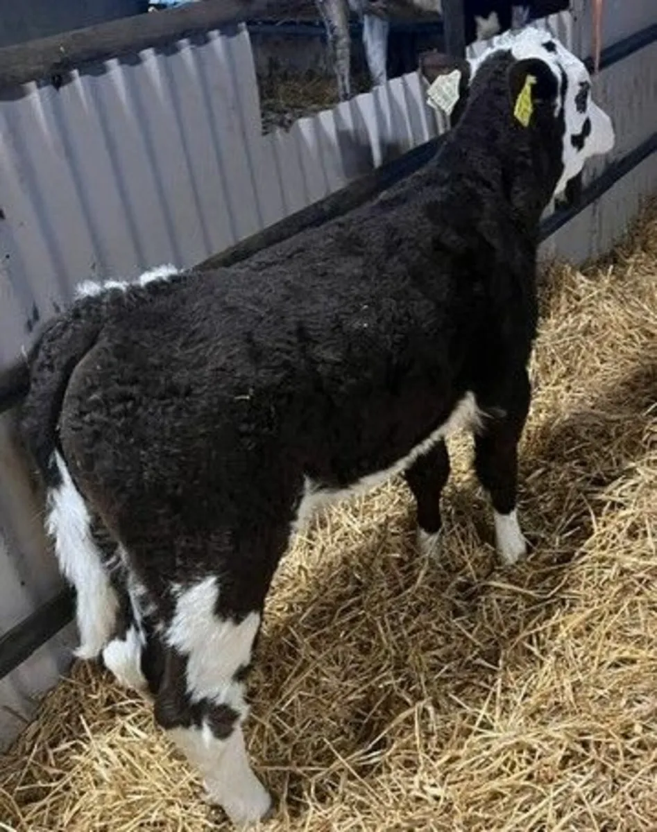 Belgian Blue, Aberdeen Angus & Simmental - Image 1