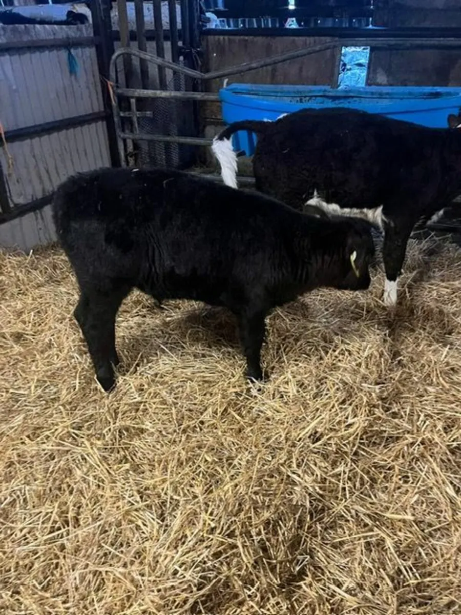 Belgian Blue, Aberdeen Angus & Simmental - Image 2