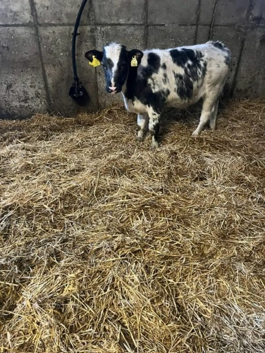 Belgian Blue, Aberdeen Angus & Simmental - Image 3