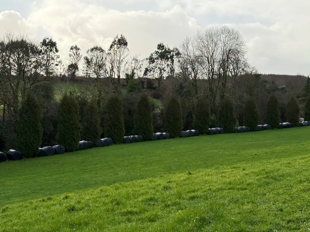 Hay and Silage - Image 3