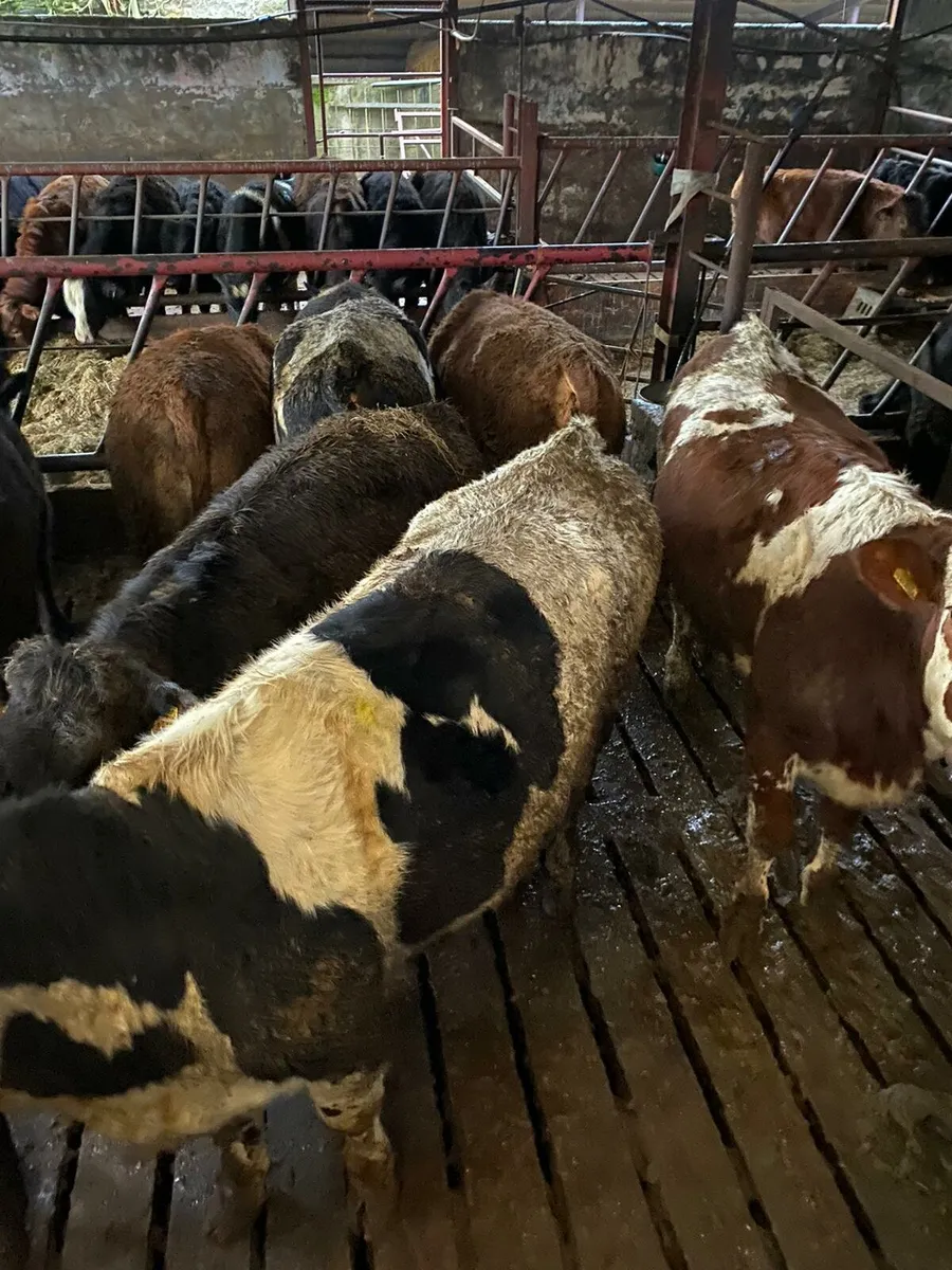 46 wealings cavan mart - Image 2