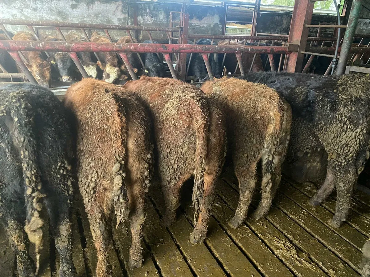 46 wealings cavan mart - Image 3