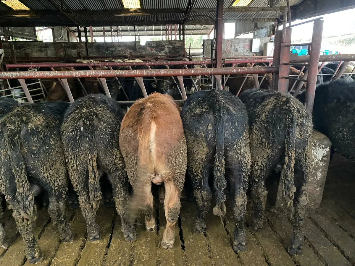 46 wealings cavan mart - Image 1