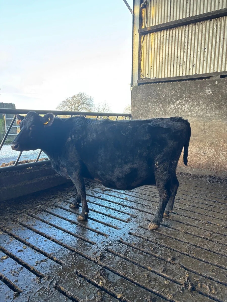 3 teat Incalf cow - Image 3